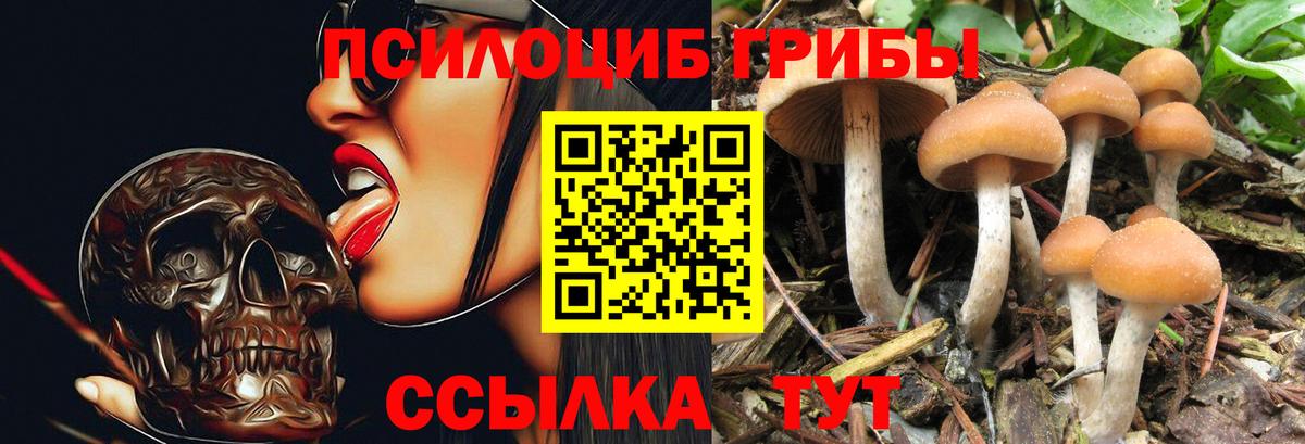 Зерноград  Галлюциногенные грибы Psilocybe  Вход с VPN 